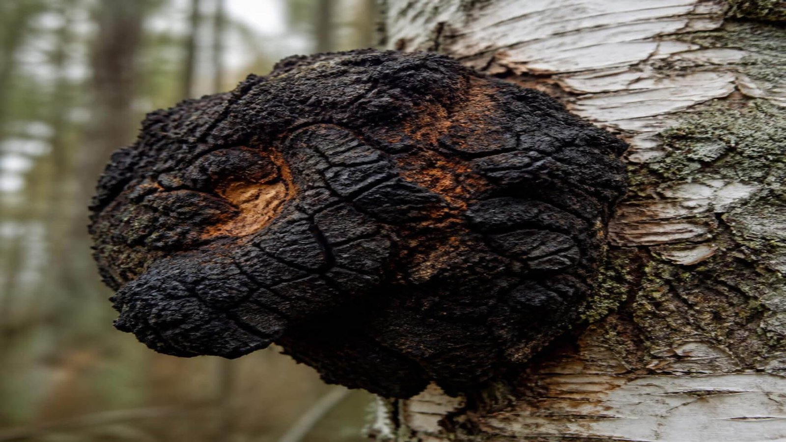 Chaga-Mushroom Benefits