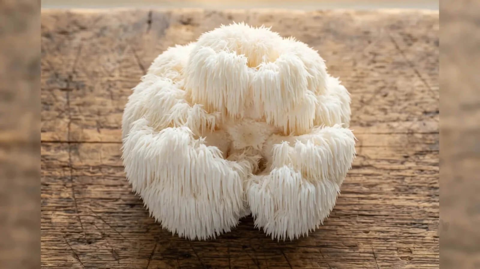 Lion's Mane Mushroom Benefits