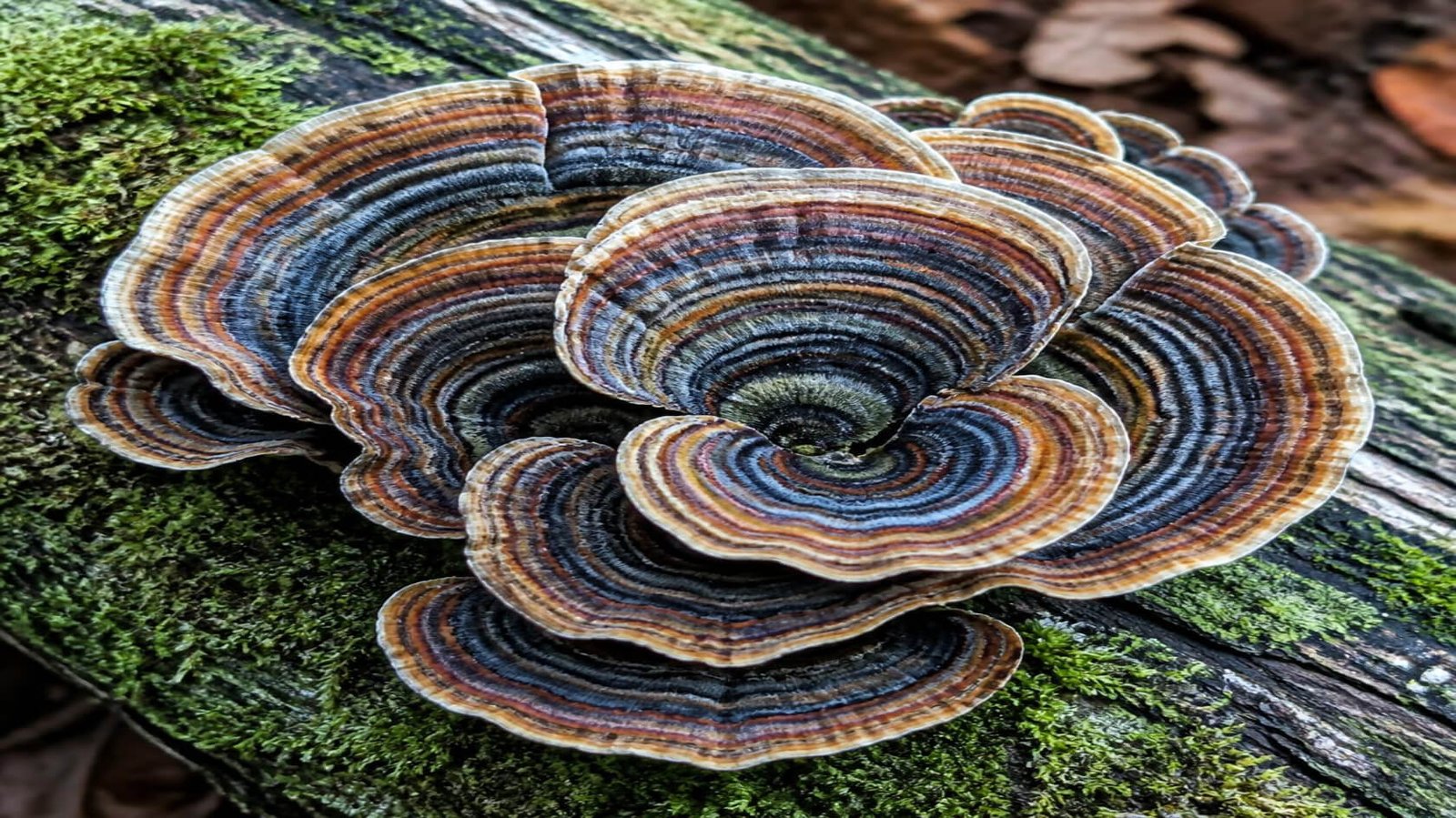Turkey Tail Mushroom