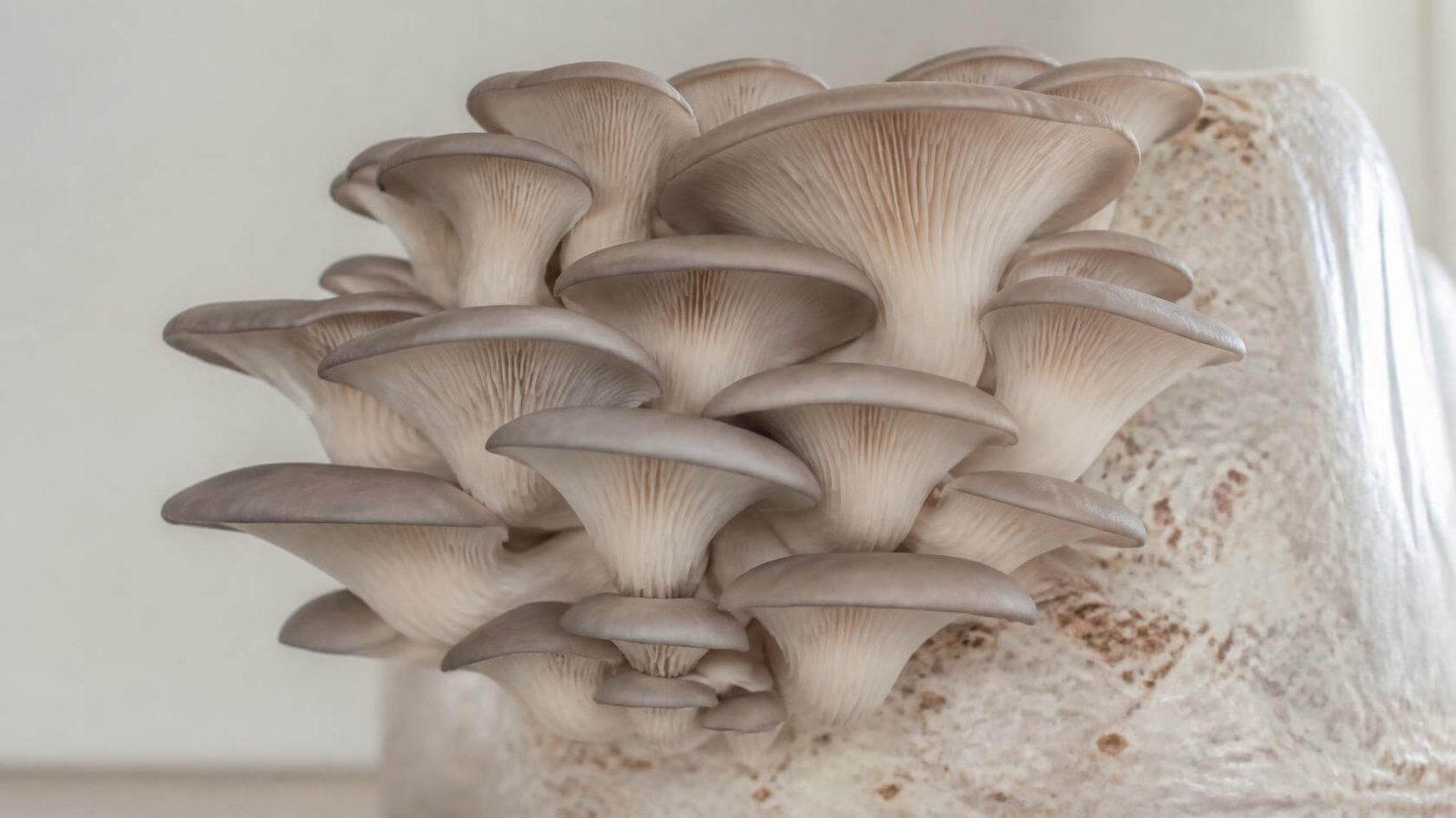 oyster mushroom grow kit