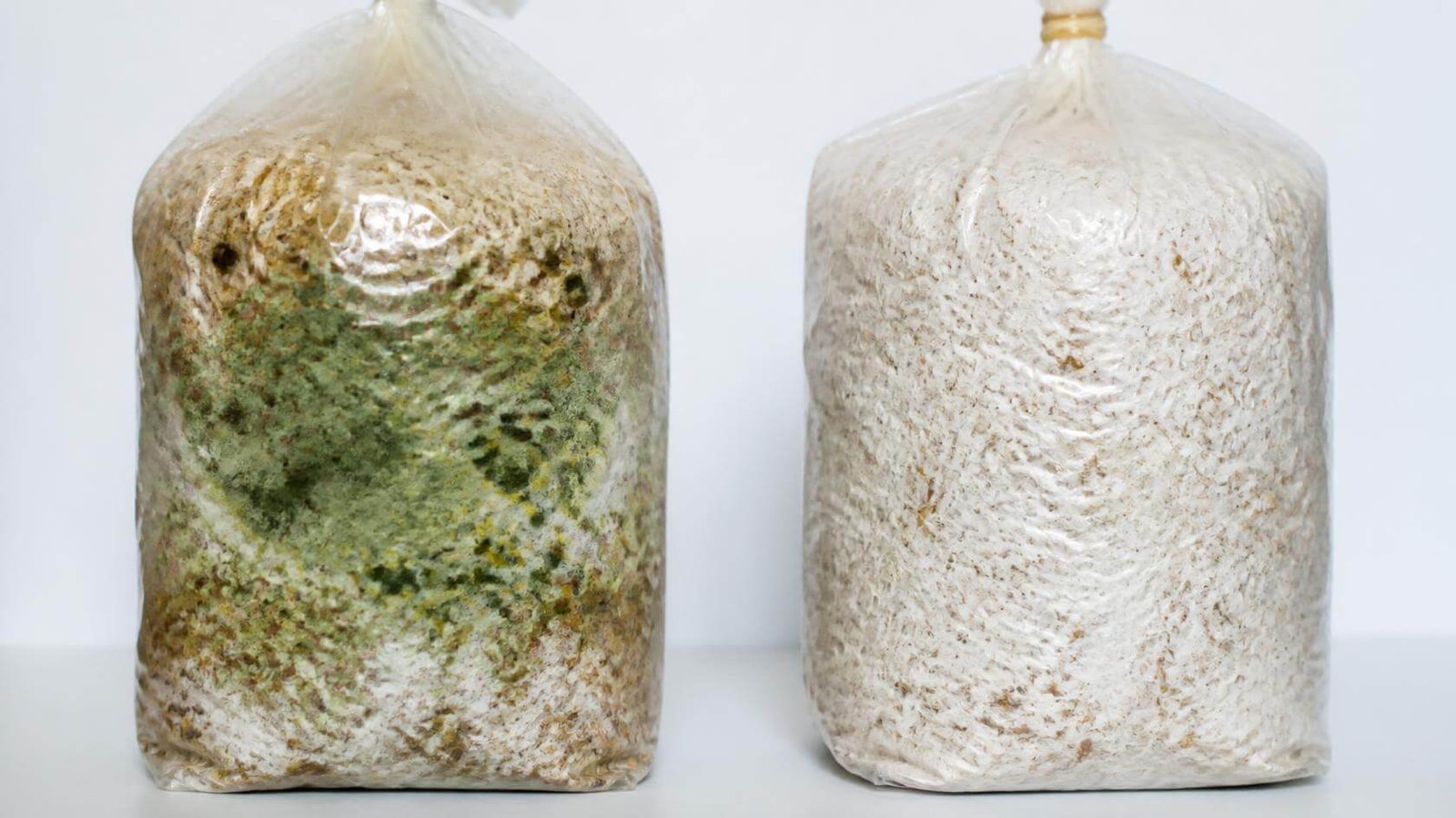 Green mold contamination in mushroom growing substrate