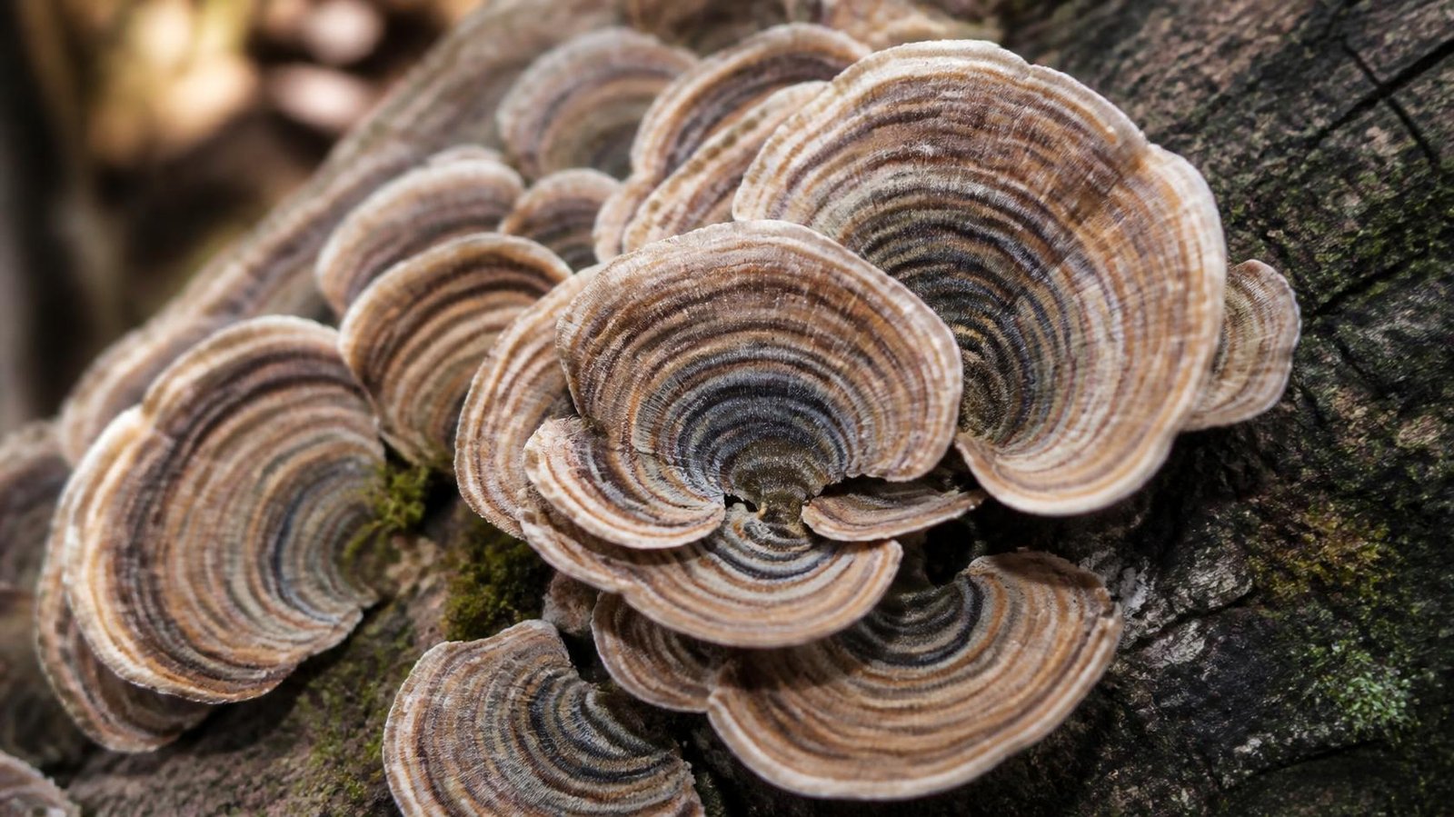 Home 67 How to Cook Turkey Tail Mushrooms