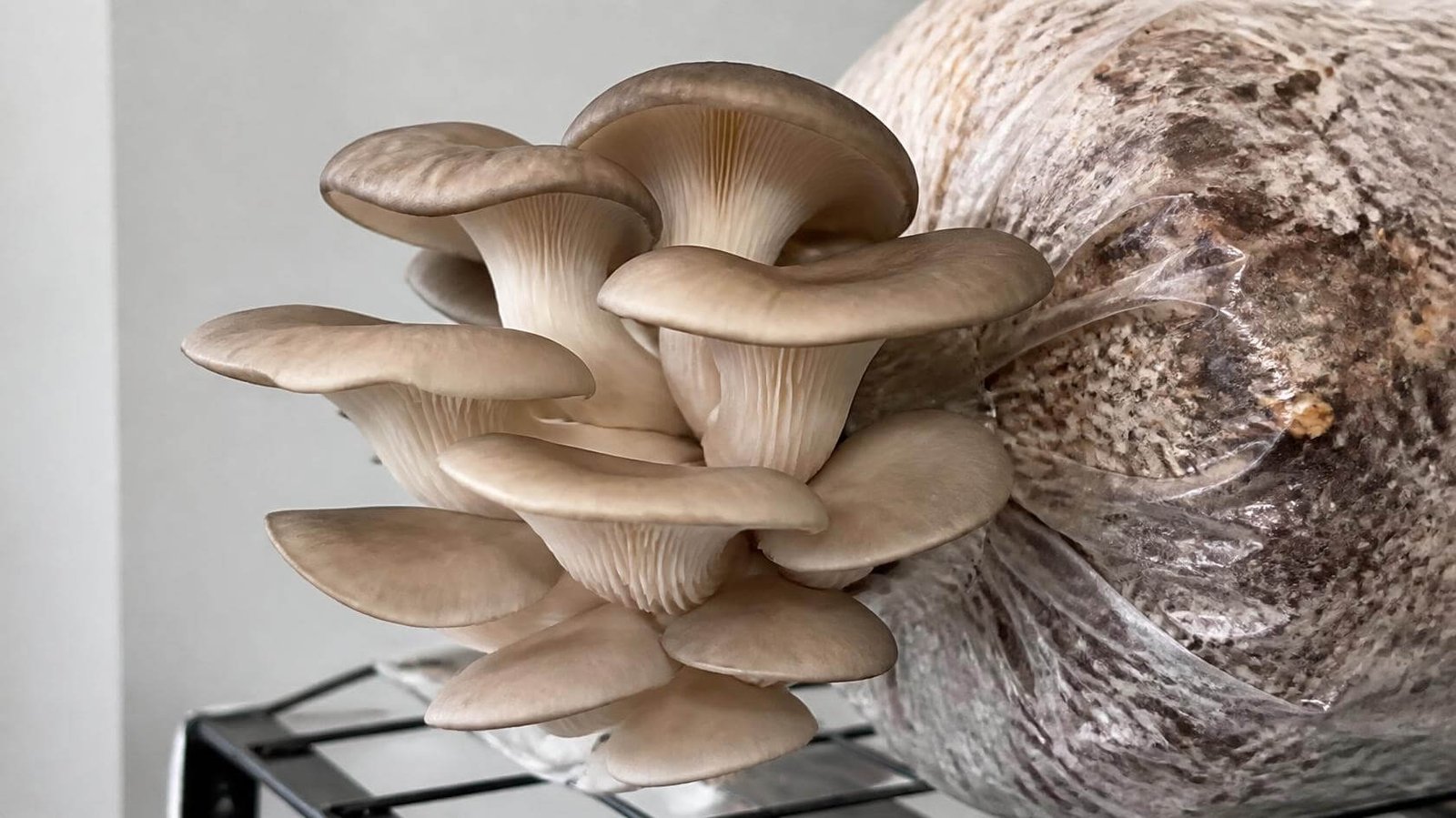 How to Grow Oyster Mushrooms