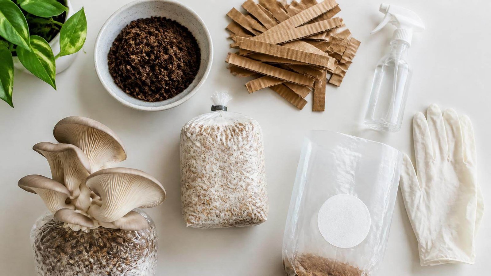 Supplies for growing oyster mushrooms with coffee grounds and cardboard
