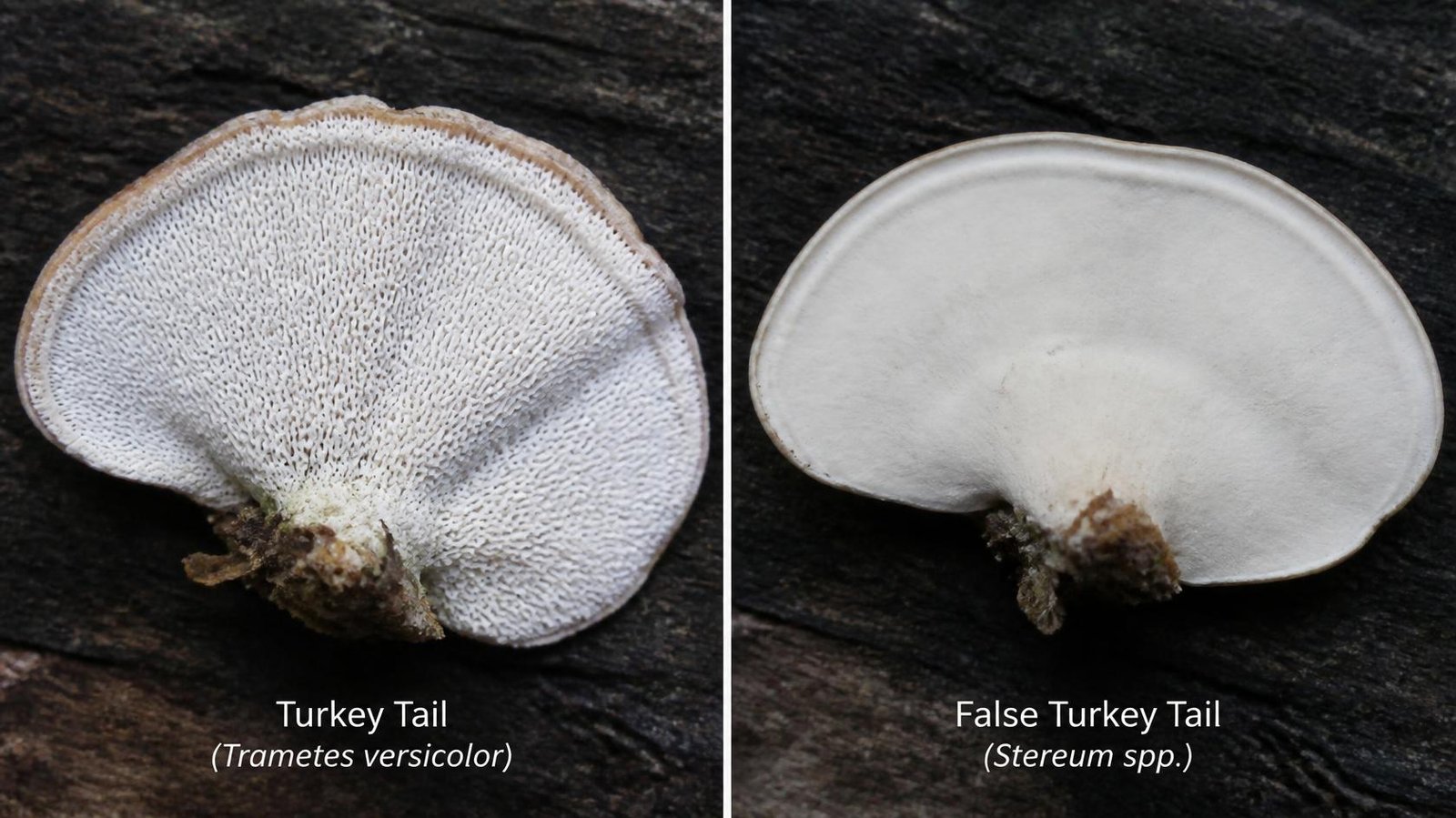 Comparison of turkey tail mushroom's pored underside versus false turkey tail's smooth underside